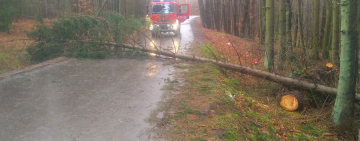 Kolejne powalone drzewa na terenie gminy Dygowo