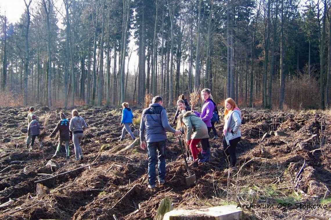 OSP Stojkowo zorganizowało akcję sadzenia lasu