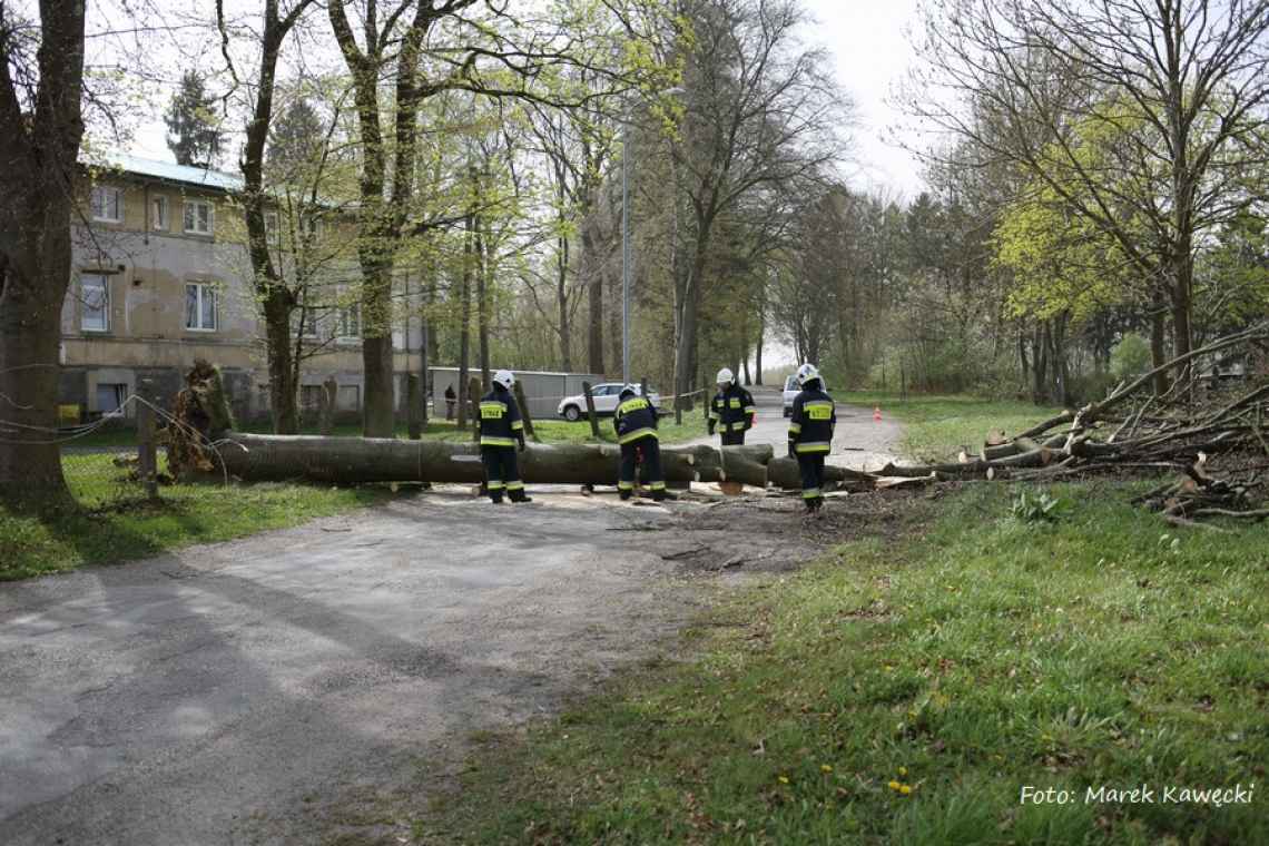 Wichura powaliła drzewo w Piotrowicach
