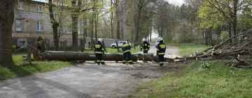 Wichura powaliła drzewo w Piotrowicach