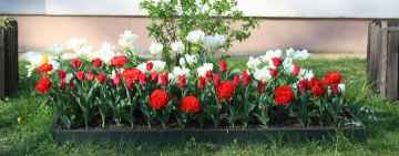 Sto biało-czerwonych tulipanów zakwitło przy szkole w Dygowie    
