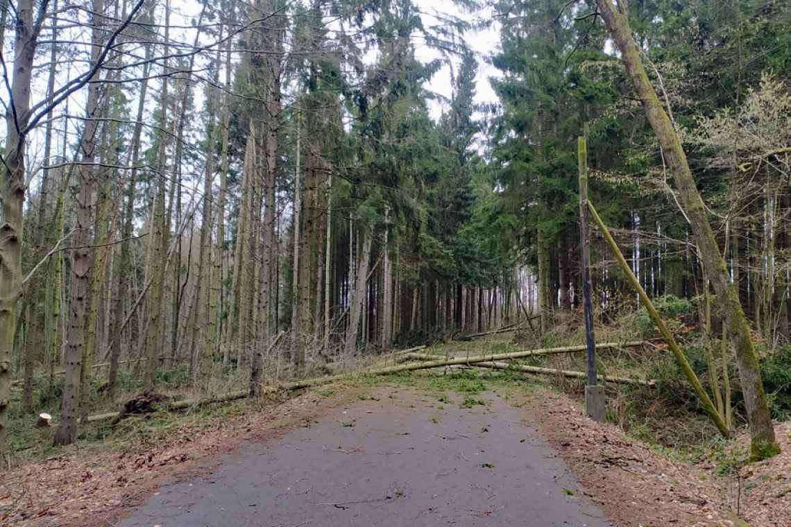 Orkan powalił kilkanaście drzew na drodze przechodzącej przez Rezerwat Stramniczka