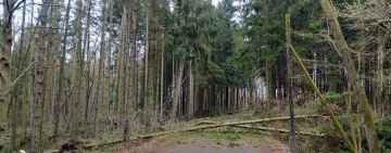 Orkan powalił kilkanaście drzew na drodze przechodzącej przez Rezerwat Stramniczka