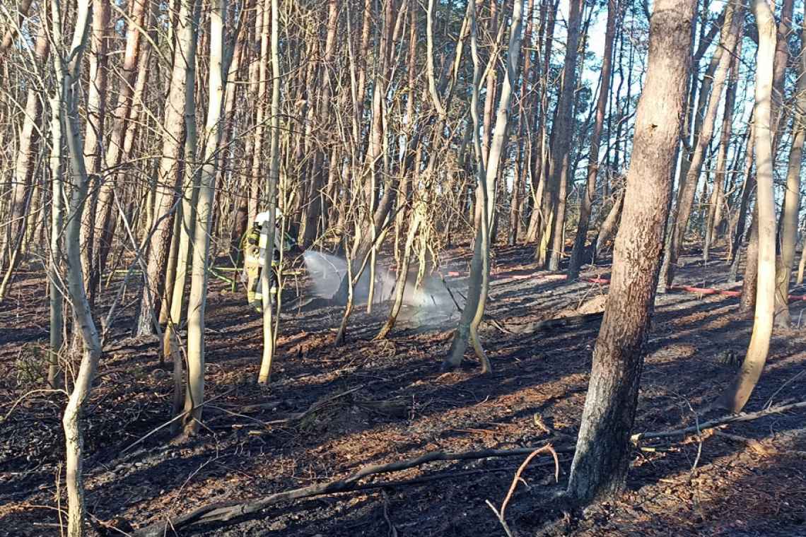 Pożar ściółki leśnej we Wrzosowie